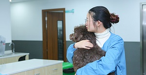 狗打狂犬疫苗多少錢？應該如（rú）何接種？