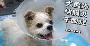 小狗會有狂犬病嗎？