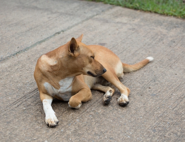 一例田園犬腰椎粉碎（suì）性（xìng）骨折（shé）的（de）診治